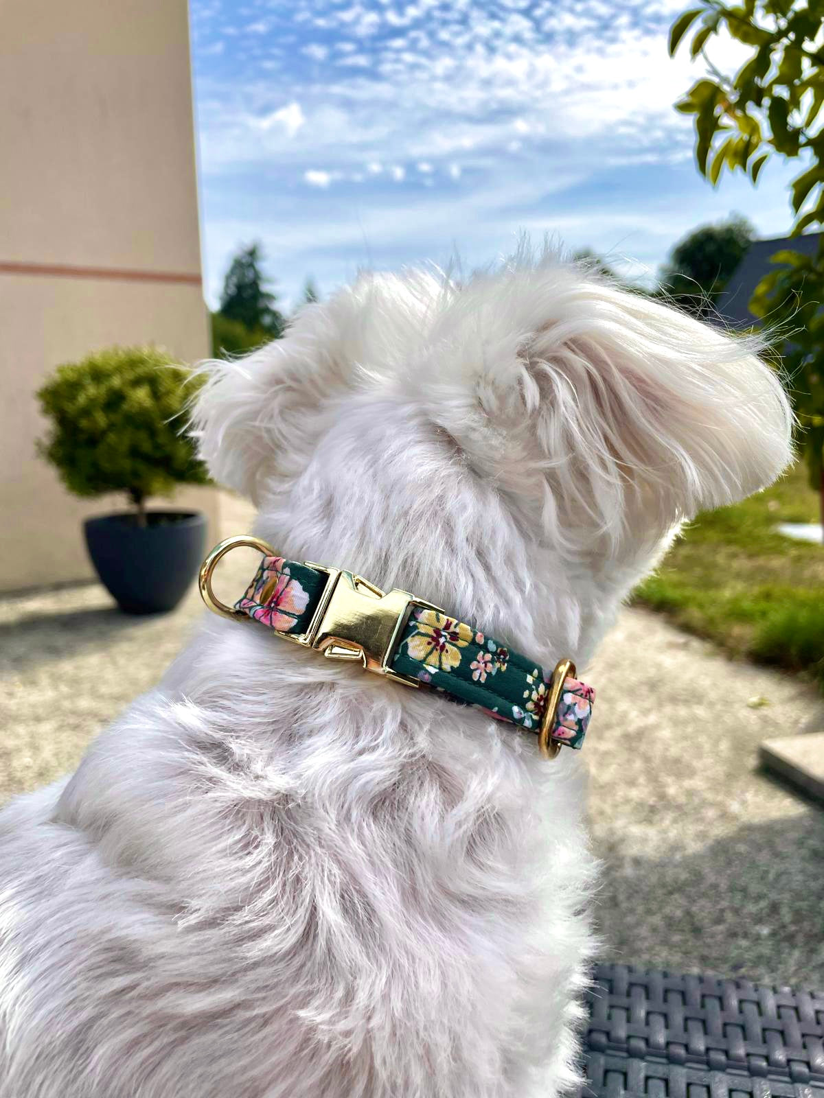 COLLIER MAYA