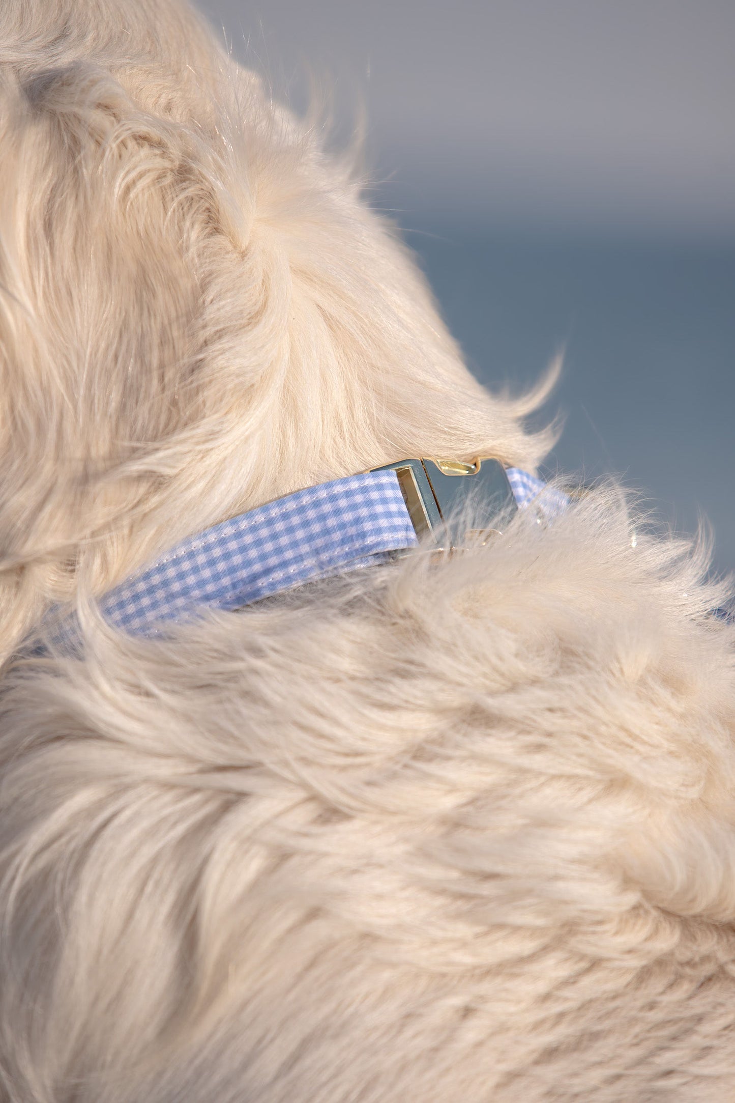 COLLIER SUNNY