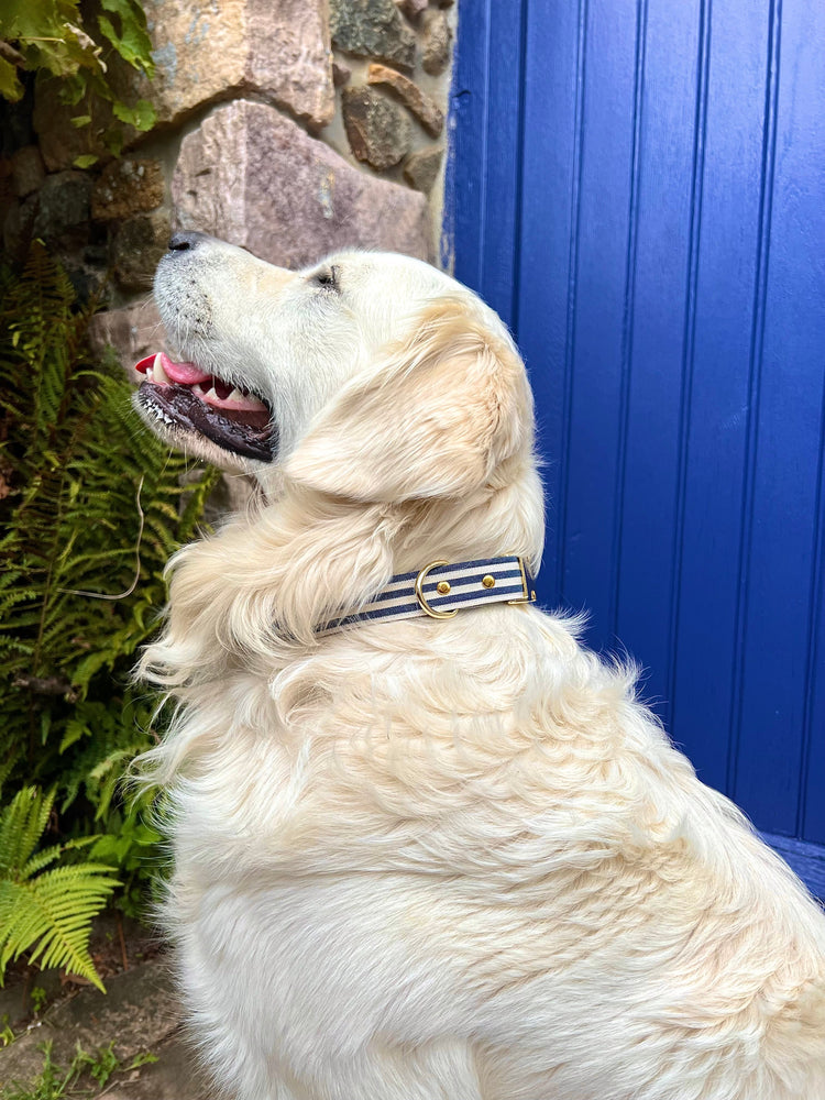 Colliers pour chiens