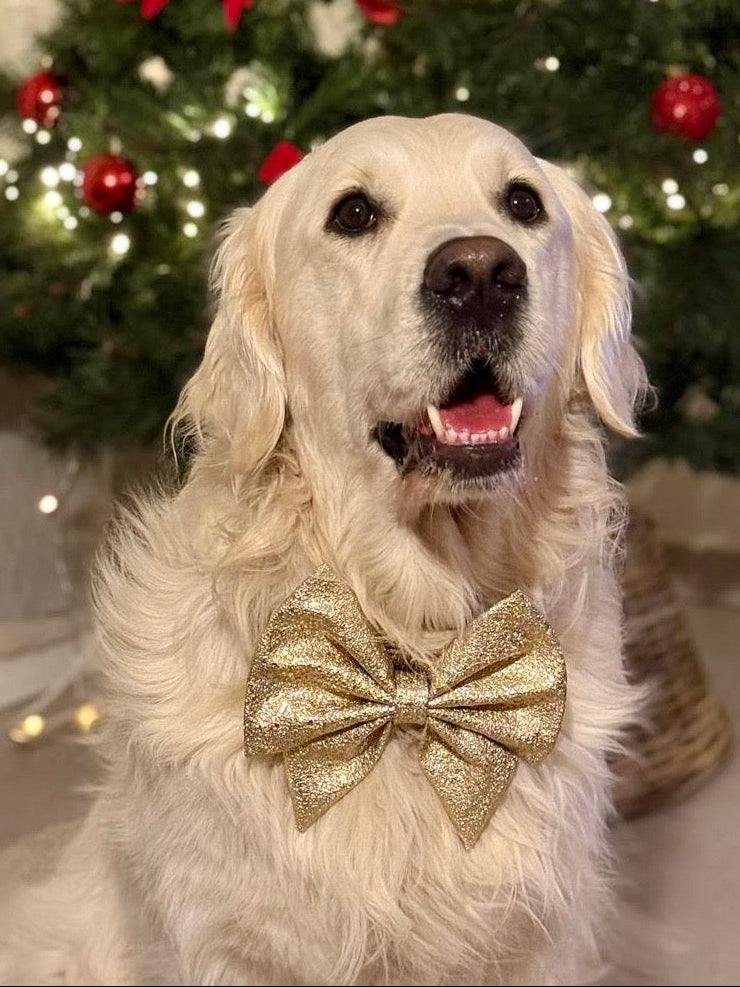 NOEUD GOLDEN PAWTY