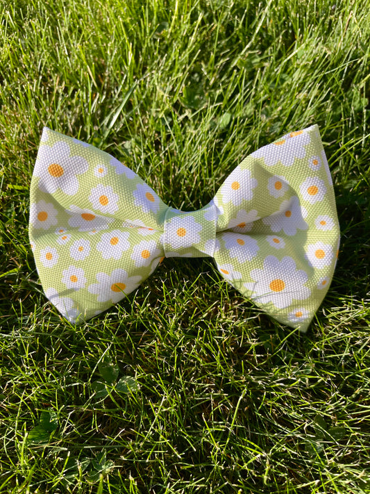 NOEUD DAISY