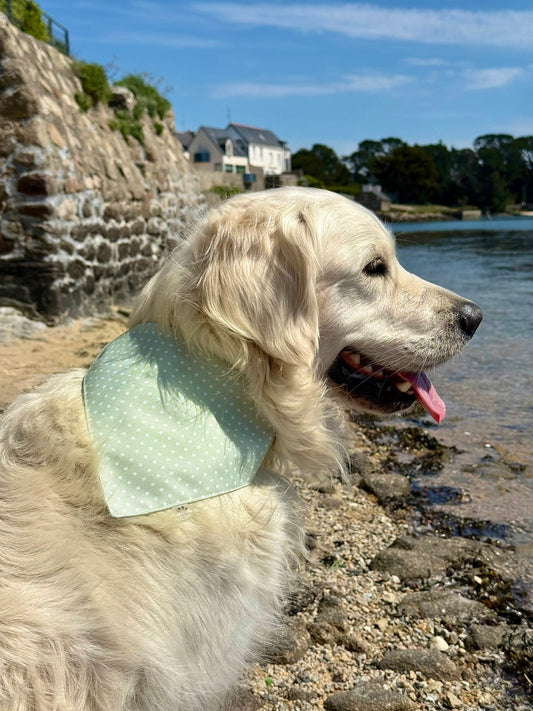 BANDANA SAUGE