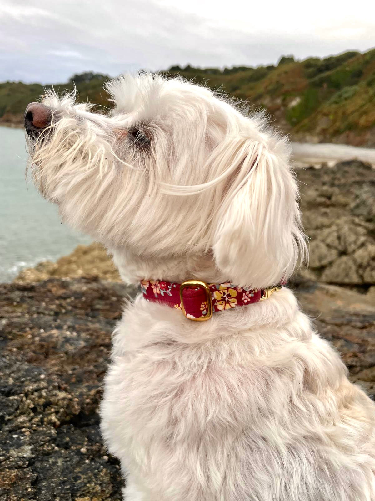 COLLIER MILO